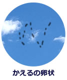 飛蚊症とは、明るい所や白い壁などを見つめたときに、虫や糸くずのような浮遊物が飛んで見える状態