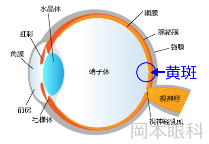 医師が説明する加齢黄斑変性 黄斑の位置｜目の解剖図｜加齢黄斑変性 加齢黄斑変性の治療 富山市天正寺 岡本眼科